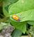 Coleoptera sp. © Dimitri Marrone