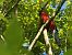 Rosella rossa (Platycercus elegans) © Mirko Tomasi