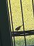 Cinciallegra (Parus major) © Gabriele Papale