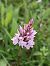 Dactylorhiza fuchsii © Assumpta Molist