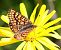 Euphydryas aurinia © Alberto Cosso