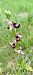 Ophrys drumana  - Reynald Foucher