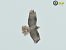 Falco pecchiaiolo (Pernis apivorus) © Mario Paloni