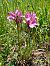 Anacamptis papilionacea var. expansa  - Alain Falvard