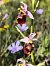 Ophrys fuciflora subsp. druentica  - Richard Fay