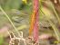 Crocothemis erythraea  - Mario Paloni