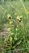 Ophrys aymoninii 