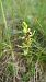 Ophrys aymoninii 