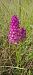 Anacamptis pyramidalis (Orchis pyramidal) © Marc et M-Joëlle Silvestre