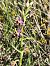 Ophrys fuciflora subsp. druentica  - Richard Fay