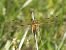 Libellule à quatre taches (Libellula quadrimaculata) © Massimo Tassinari