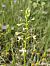 Platanthera muelleri  - Richard Fay