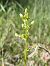 Platanthera muelleri  - Richard Fay