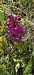 Dactylorhiza sambucina f. rubra (Orchis sureau forme rouge) © Jean Bastianelli