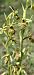 Ophrys aymoninii 