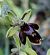 Ophrys aymoninii 