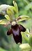 Ophrys aymoninii 
