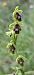 Ophrys aymoninii 