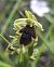 Ophrys aymoninii 