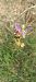 Ophrys vetula  - Gerard Chassan