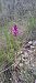 Anacamptis pyramidalis  - Marc et M-Joëlle Silvestre