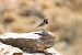Ballerina bianca (Motacilla alba) © Adelfina Aldrovandi