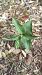 Epipactis sp.  - Enric Bringués