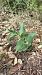 Epipactis sp. © Enric Bringués