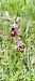 Ophrys drumana (Ophrys de la Drôme) © Reynald Foucher