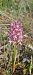 Anacamptis pyramidalis (Orchis pyramidal) © Marc et M-Joëlle Silvestre