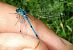 Coenagrion puella © Battisti Andrea