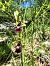 Ophrys insectifera © Elena Cfr Buoro (FVG)