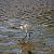 Garzetta (Egretta garzetta) © Alessandro Ghiggi