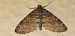 Lobophora halterata © Michele Cento