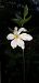 Narcissus poeticus © Michele Cento