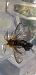 Ptilocephala sp.  - Michele Cento