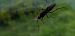 Diphyus quadripunctorius  - Michele Cento