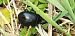 Chrysolina haemoptera  - Michele Cento