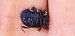 Chrysolina haemoptera  - Michele Cento