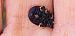 Chrysolina haemoptera  - Michele Cento