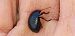Chrysolina haemoptera  - Michele Cento