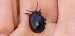 Chrysolina haemoptera  - Michele Cento