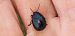 Chrysolina haemoptera  - Michele Cento