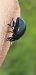 Chrysolina haemoptera  - Michele Cento