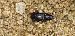 Harpalus sp.  - Michele Cento