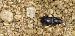 Harpalus sp.  - Michele Cento