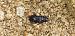 Harpalus sp. © Michele Cento