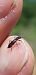 Penichroa fasciata  - Michele Cento