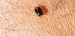 Geocoris erythrocephalus  - Michele Cento