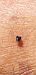 Geocoris erythrocephalus  - Michele Cento